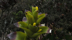 Guzmania squarrosa