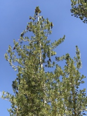 Pinus monticola