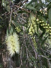 Melaleuca salicina