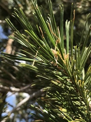 Pinus monticola