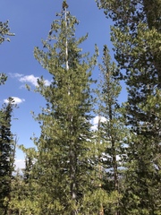 Pinus monticola