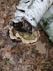 Trametes versicolor