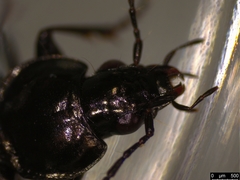 Agonum emarginatum