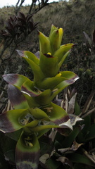 Guzmania squarrosa