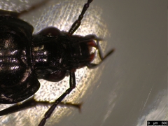 Agonum emarginatum