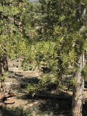 Pinus monticola