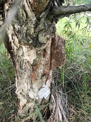 Melaleuca salicina