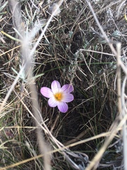 Crocus versicolor