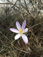 Crocus versicolor
