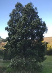 Melaleuca salicina