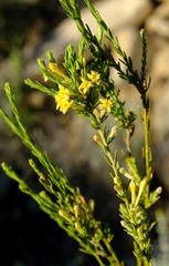 Gnidia scabra