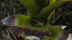 Guzmania squarrosa