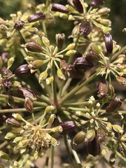 Angelica lineariloba