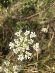Daucus carota