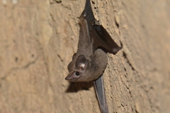 Peropteryx macrotis