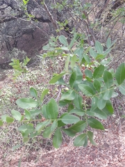 Pistacia × saportae