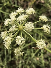 Angelica lineariloba