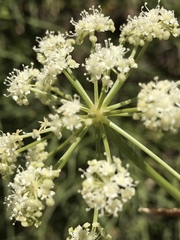 Angelica lineariloba