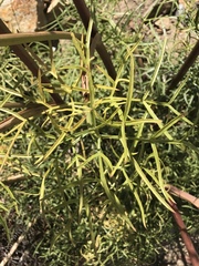Angelica lineariloba
