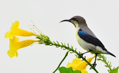 Purple Sunbird photo 1