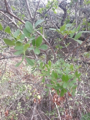 Pistacia × saportae