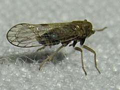 Metadelphax propinqua