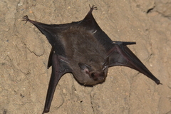 Peropteryx macrotis