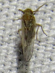 Metadelphax propinqua