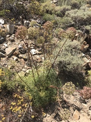Angelica lineariloba