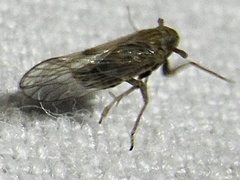 Metadelphax propinqua