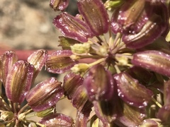 Angelica lineariloba
