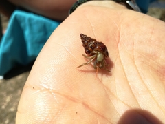 Aplus dorbignyi