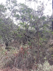 Pistacia × saportae