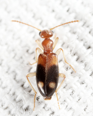 Stricticomus tobias