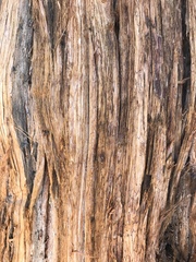 Juniperus grandis