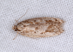 Acantholena siccella