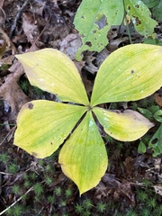 Isotria verticillata