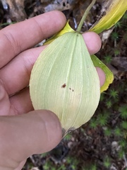 Isotria verticillata