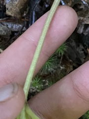 Isotria verticillata