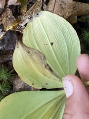 Isotria verticillata