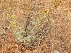 Lavandula pedunculata