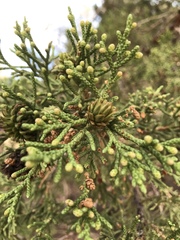 Juniperus grandis