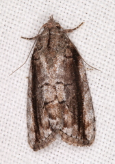 Etanna clopaea