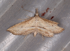 Stenopaltis lithina