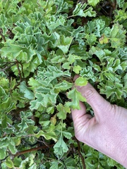 Pelargonium gibbosum