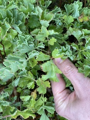 Pelargonium gibbosum