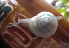 Cepaea hortensis