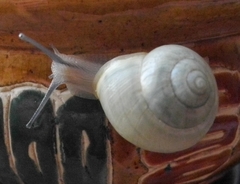 Cepaea hortensis