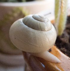 Cepaea hortensis