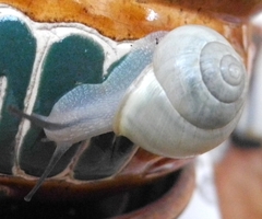 Cepaea hortensis